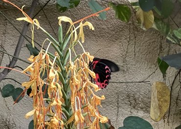 Schmetterling